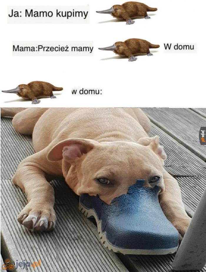 No to niezły dziobak