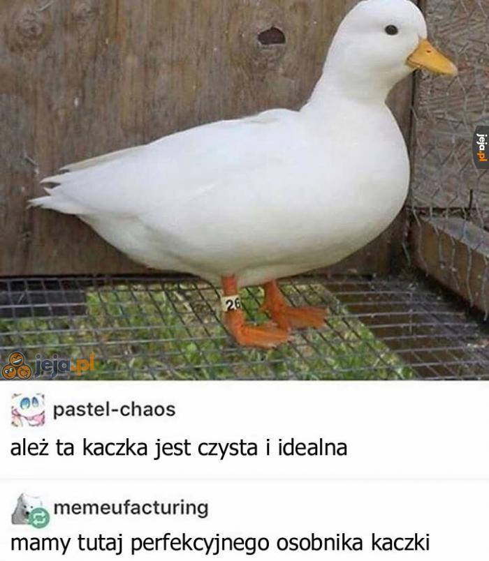 Kaczka roku