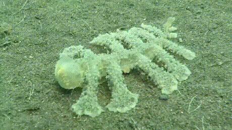Dziwne zwierzę na dnie oceanu