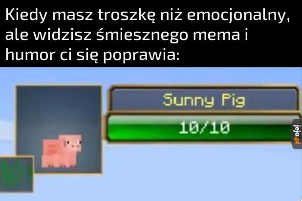 Słoneczna świnka