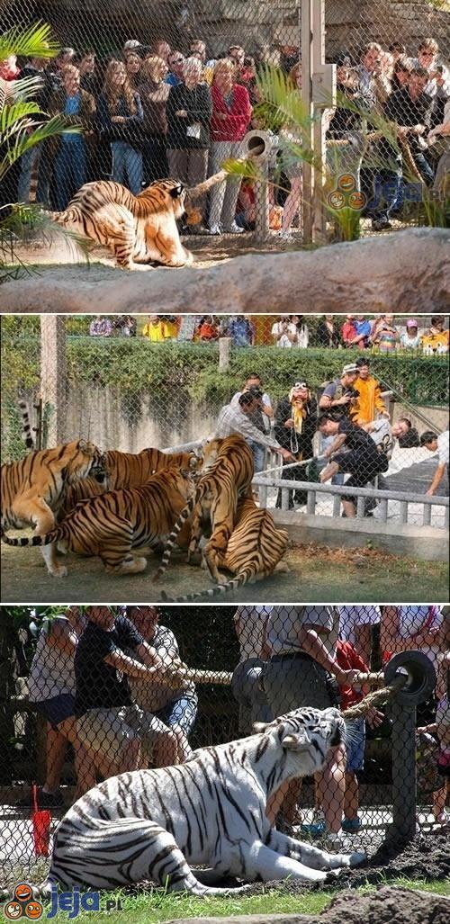 ZOO dało możliwość sprawdzenia swojej siły na tygrysach