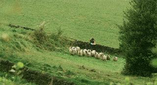Nie zadzieraj z owcami