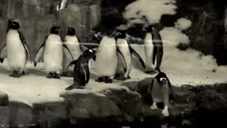 Pingwin i teleportacja