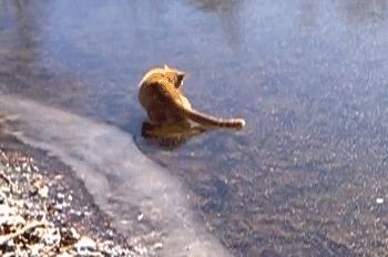 Zabawy kota na lodzie