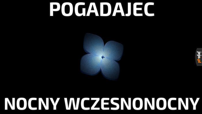 Pogadajec