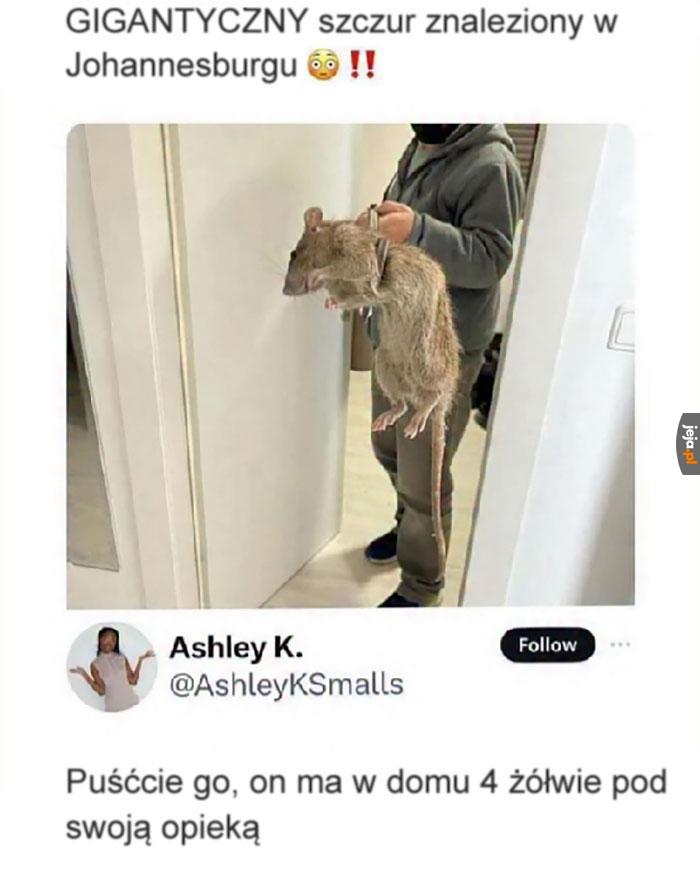 Mistrzu?