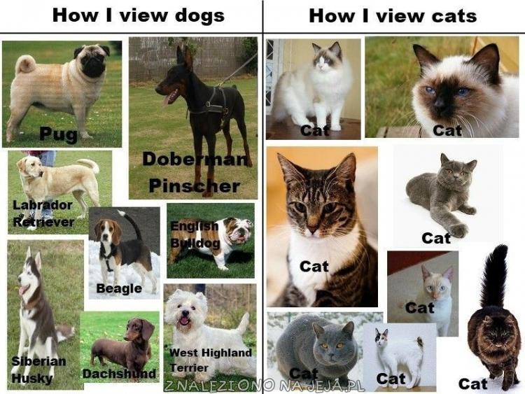 Jak widzę psy, a jak koty