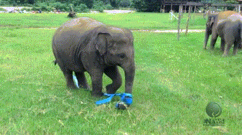 Słonik znalazł sobie nową zabawkę