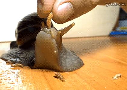 Uroczy ślimaczek