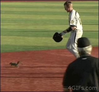 Wiewiórka na boisku