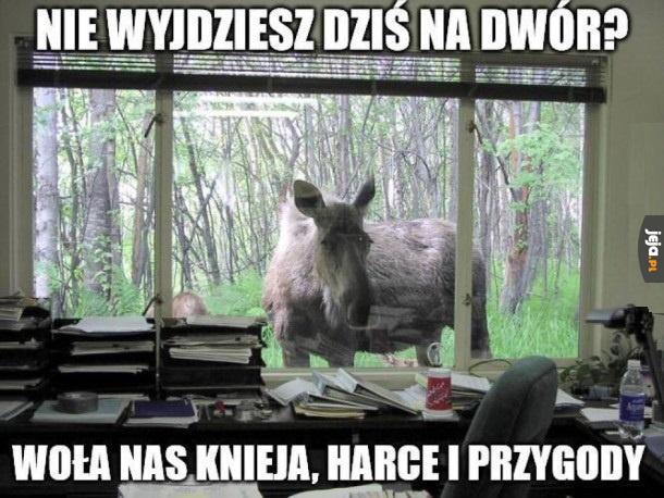 Idziesz na dwór?