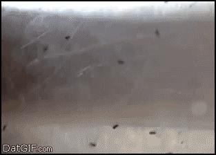 Mrówki w pułapce