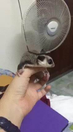 Symulator lotu
