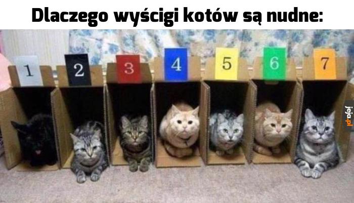 Robią co chcą
