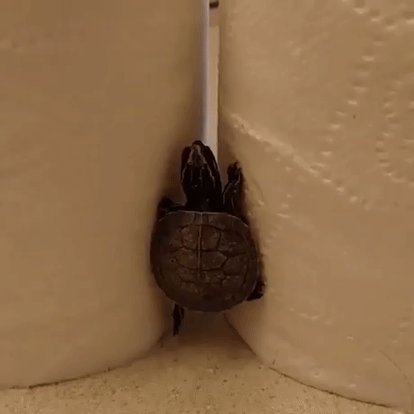 Mały żółw ninja