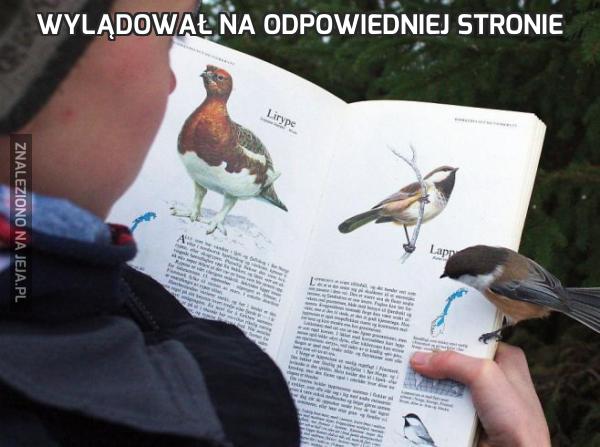 Wylądował na odpowiedniej stronie