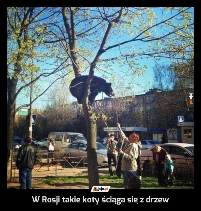W Rosji takie koty ściąga się z drzew