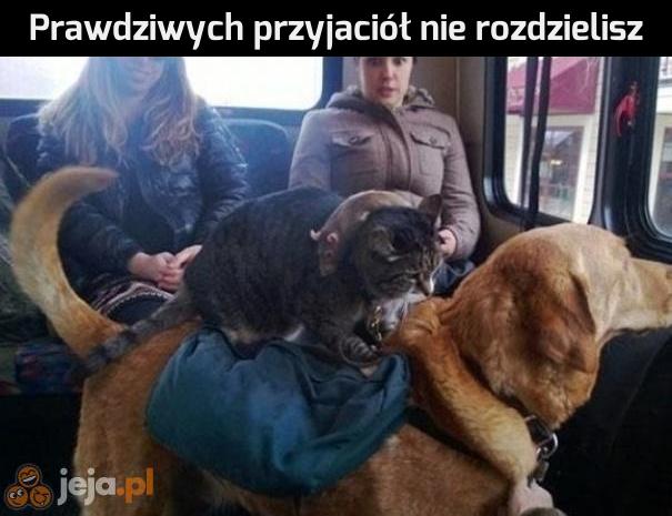 Prawdziwa przyjaźń