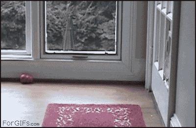 Kto powiedział, że to wejście dla kotów?