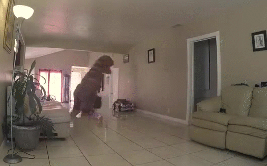Tyranozaur z przyszłości