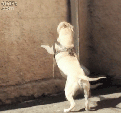 Pies łamiący prawa grawitacji