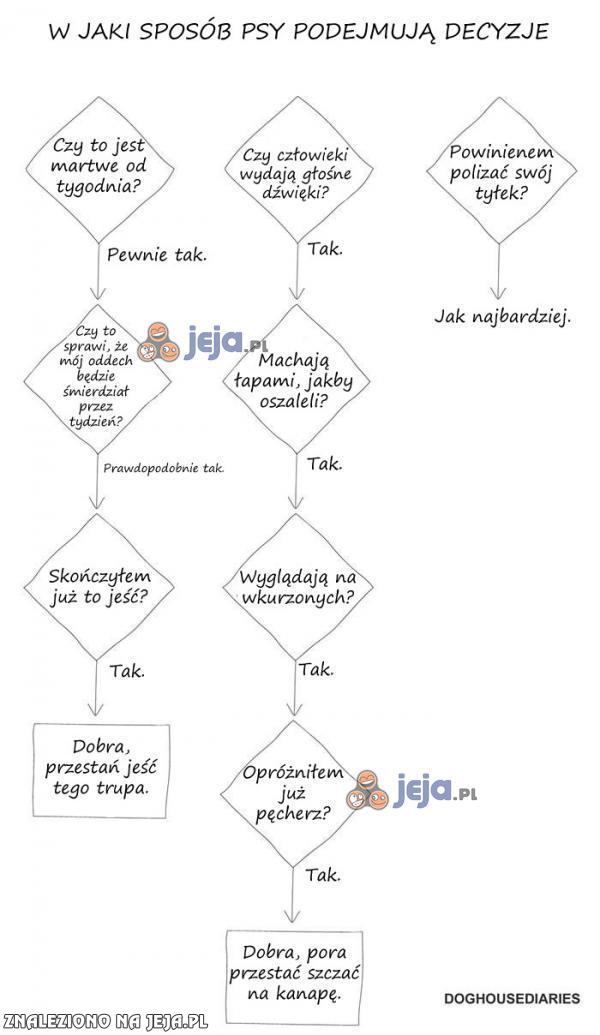 Jak psy podejmują decyzje