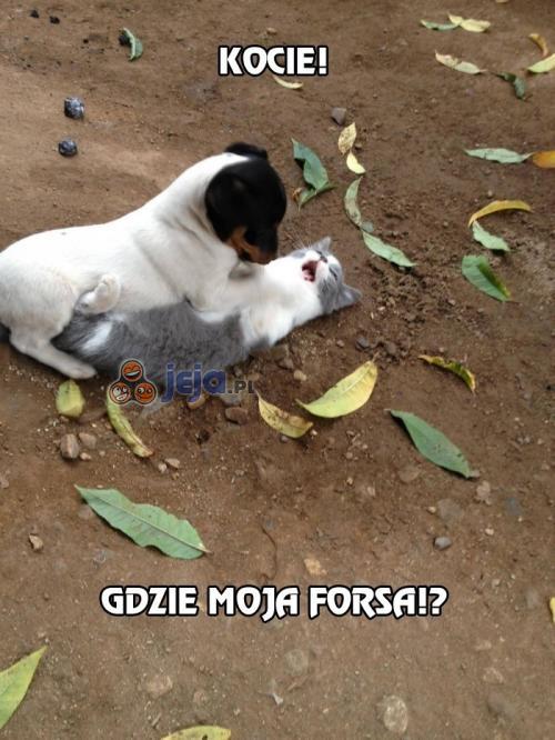 Gdzie moja forsa?