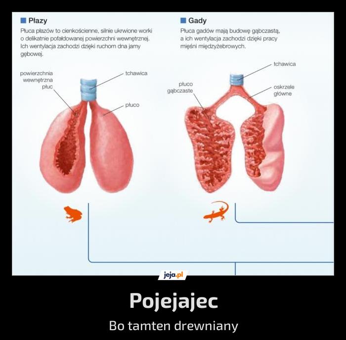 Pojejajec