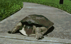 Bardzo szybki żółw