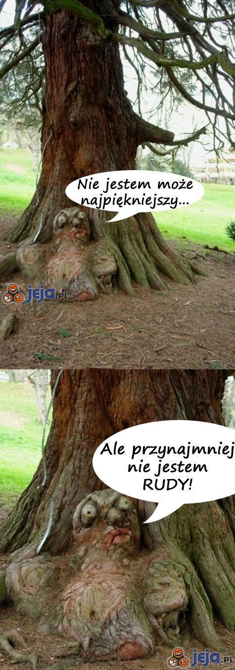 Brzydkie drzewo