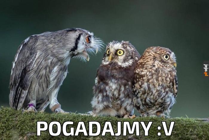 Pogadajmy :V