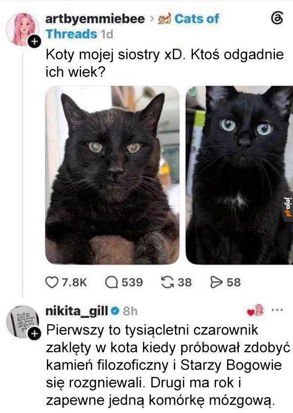 Ocenianie wieku kota