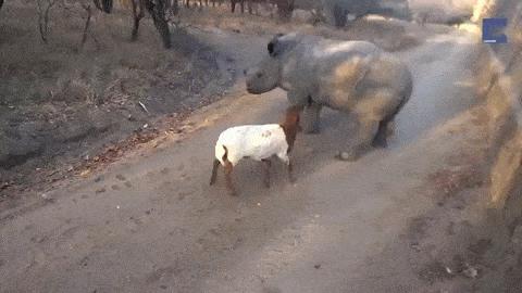 Mały nosorożec myśli, że jest kozą