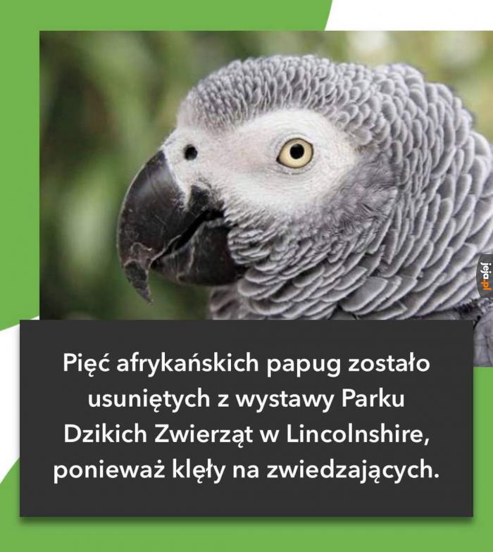 Bardzo polskie papugi