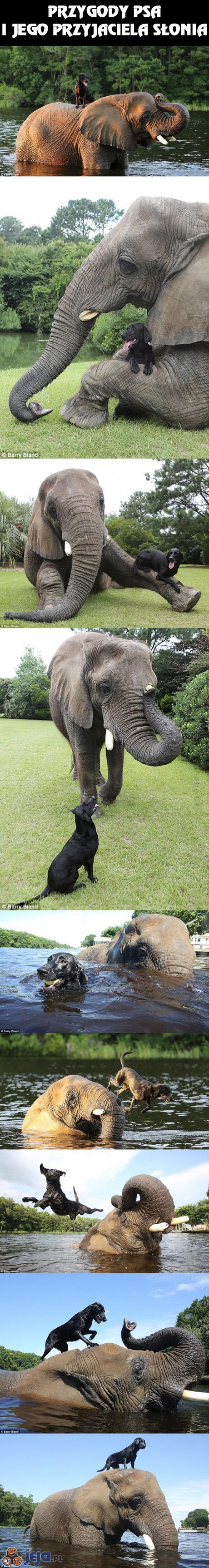 Przygody psa i jego przyjaciela słonia
