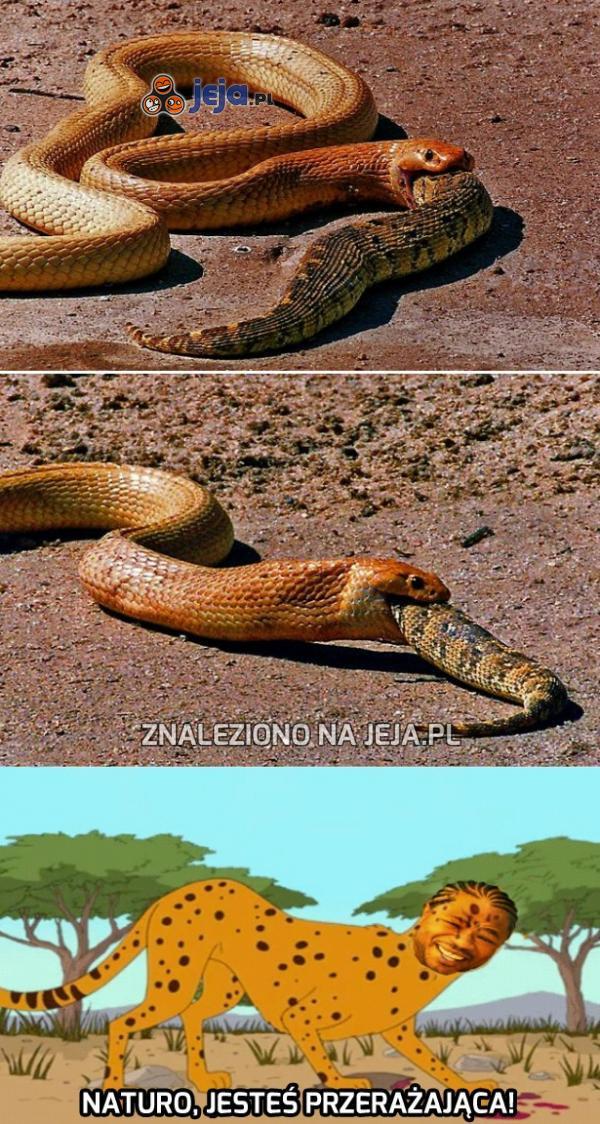 Wąż jedzący węża... Serio?