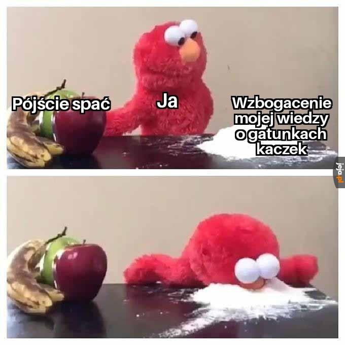Hehe, kaczki
