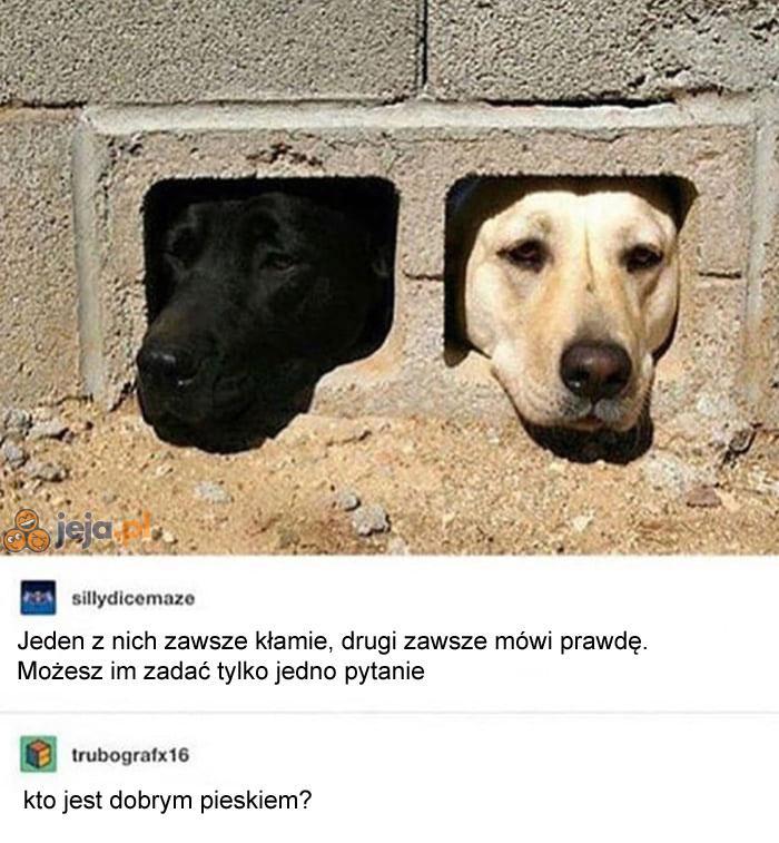 Psia zagadka