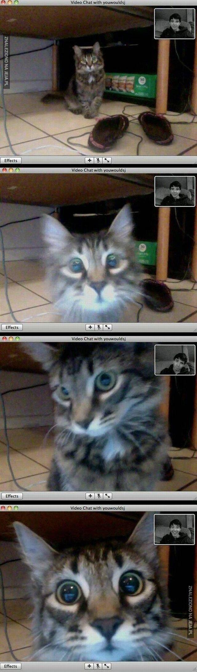Kot rozpoznaje właściciela podczas video rozmowy