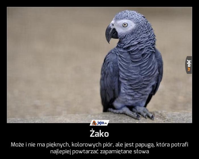 Żako