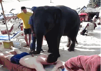 Słoń masażysta