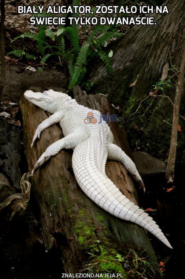 Biały aligator