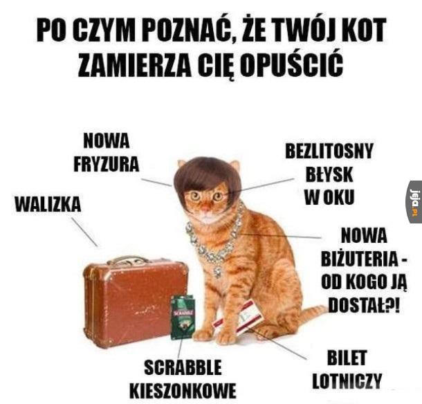 Po czym poznać, że Twój kot zamierza Cię opuścić