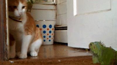 Kot vs Jaszczurka