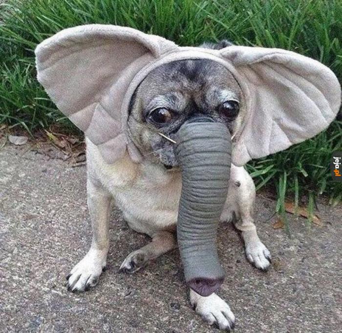 Małe, urocze słoniątko