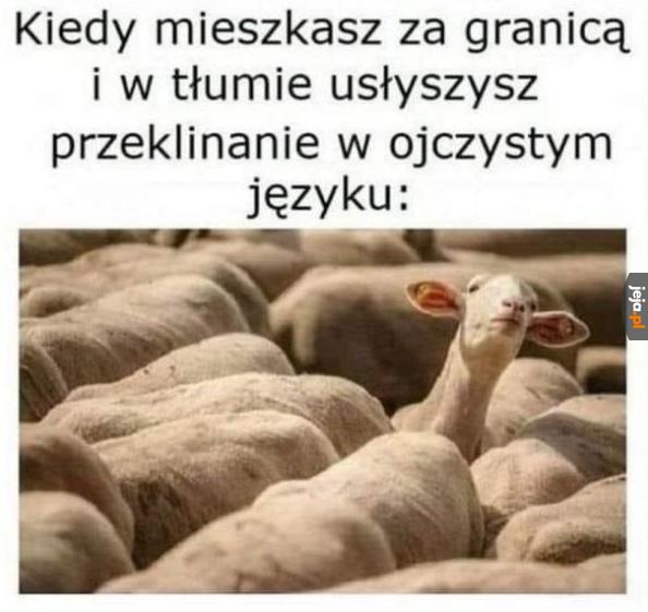 Nasi tu są