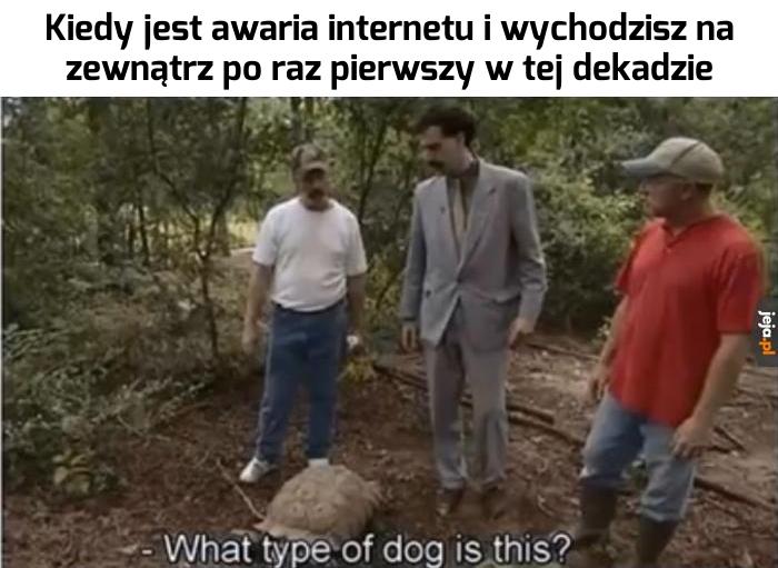 To chyba owczarek