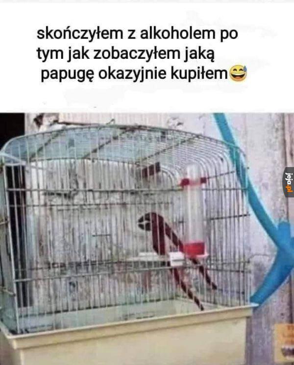 Czemu ty nic od mnie nie mówisz, Polly?