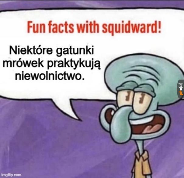 ANTS!!!