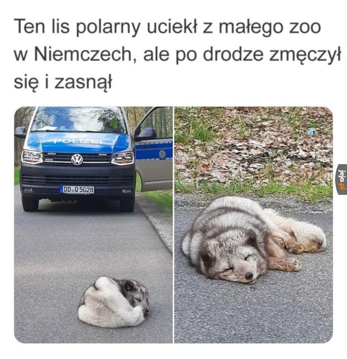 Wolność może poczekać